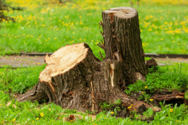 Depending on the size of the stump, a professional tree removal service in New York