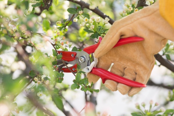 Dead pruning is removing dead, dying and infested tree branches,this is essential for the health