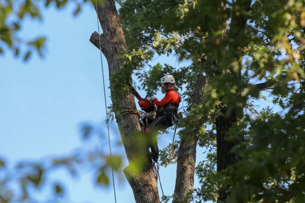Trees that have been properly trimmed are more resilient to storms. Reduced wind resistance and removal of potential hazards make the tree less susceptible to storm damage.