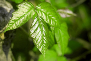 poison ivy removal services How much cost in long island from a company located near My area